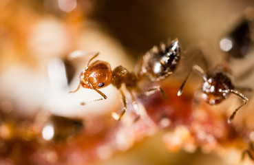 small ants in nature. macro