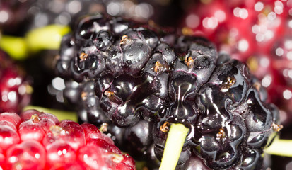 black mulberry berry as a background