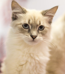 Portrait of a thoroughbred cat at the exhibition