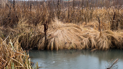 Change of seasons concept: yellow grass, reeds by the frozen icy river or lake in late autumn or early winter
