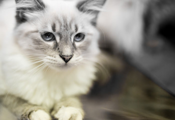 Portrait of a thoroughbred cat at the exhibition