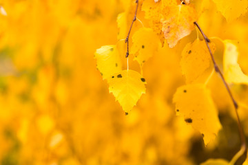 beautiful leaves on a tree in autumn