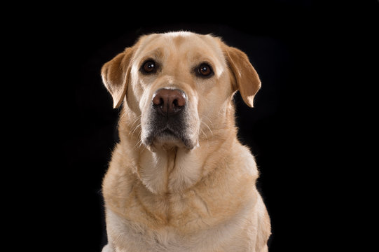 Labrador on black background