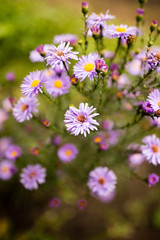 beautiful violet flower in nature