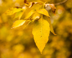 beautiful leaves on a tree in autumn