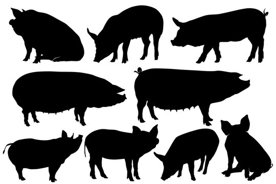 Pig Pork Hog Silhouette Sets