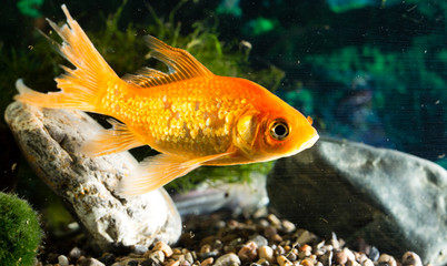 goldfish floating in an aquarium at home