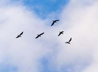 the birds fly south in the sky