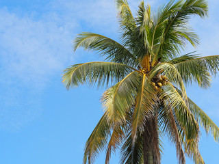 Coconut tree