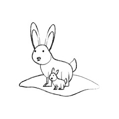 cartoon rabbits icon over white background vector illustration