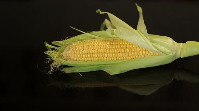 Close-up of pods of ripe sweet corn on a black background. Slow motion. Background.