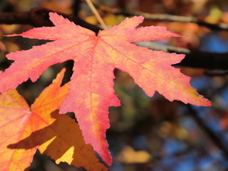 bunte herbstblätter