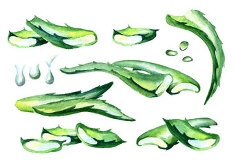 Organic aloe vera compositions set. Watercolor hand drawn illustration