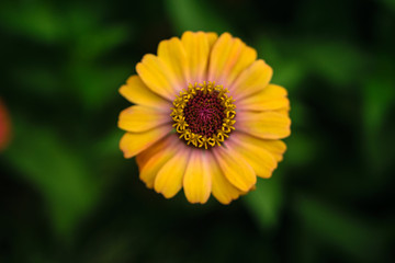 Yellow Zinnia on green background