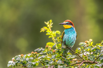 Colorful bird outdoor and wildlife. European bee-eater (Merops apiaster) in natural habitat. 
