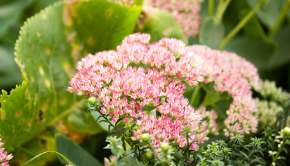 Obraz premium pink flower in a park in the nature