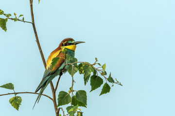 Colorful bird outdoor and wildlife. European bee-eater (Merops apiaster) in natural habitat. 