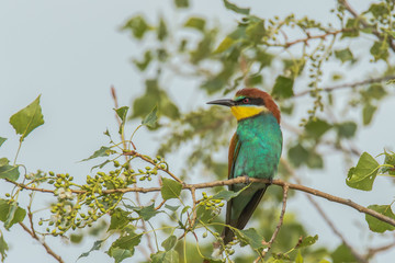 Colorful bird outdoor and wildlife. European bee-eater (Merops apiaster) in natural habitat. 