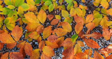 Autumn leaves on the branches of a tree