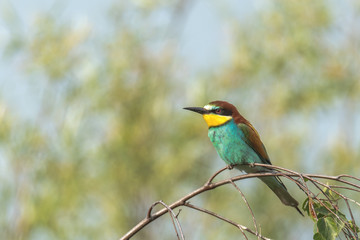 Colorful bird outdoor and wildlife. European bee-eater (Merops apiaster) in natural habitat. 