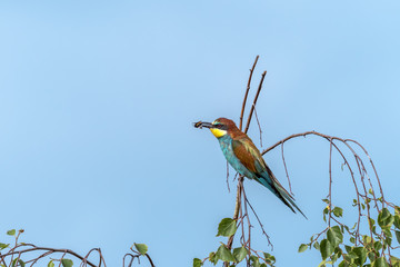 Colorful bird outdoor and wildlife. European bee-eater (Merops apiaster) in natural habitat. 