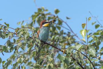 Colorful bird outdoor and wildlife. European bee-eater (Merops apiaster) in natural habitat. 
