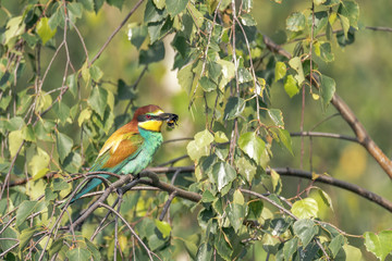 Colorful bird outdoor and wildlife. European bee-eater (Merops apiaster) in natural habitat. 