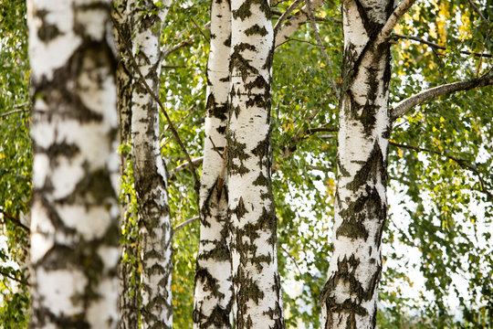 white trunks of a birch on the nature