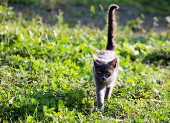 cat walking in the grass outdoors