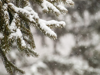 Branches of fir tree covered with snow in the city park in winter