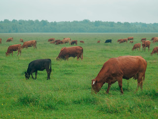 Herd Of Brown Cows Pasturing On Gloomy Rainy Day
