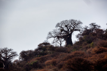 Baobabbaum (Adansonia digitata) - Afrikanischer Affenbrotbaum - Tansania