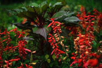 Bush of Red Salvia in Sukhumi botanic garden, Abkhazia