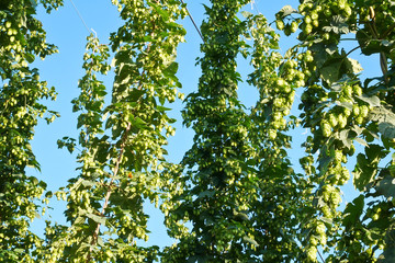 Detail of Hop Field During Vegetation in the Sunny Day