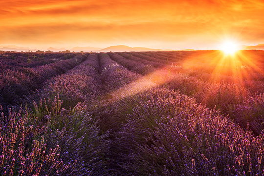 Lavender field at sunset light in Provence, amazing sunny landscape with fiery sky and sun, France
