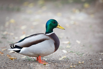 Beautiful duck walking in a park