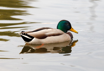 Beautiful duck swimming in a lake
