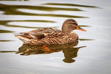 Beautiful duck swimming in a lake