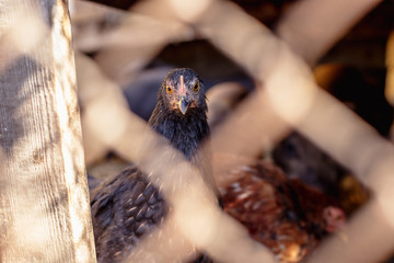Portrait of a chicken behind a metal mesh on a farm.