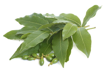 Fresh bay leaves with unripe fruit