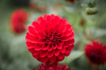 red dahlia flower in garden - closeup with detail, blurred background