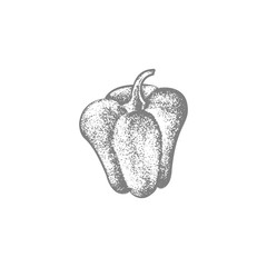 pepper vector draw