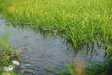 Small rice plants with full water at rice field