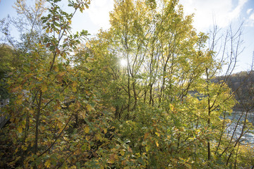 Autumn Leaves Background