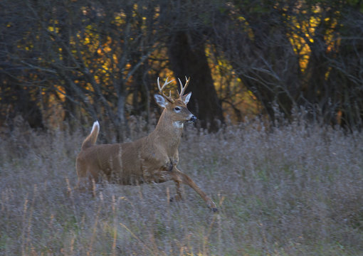 Fototapeta White-tailed deer buck running through the meadow after a doe during the rut in Ottawa, Canada