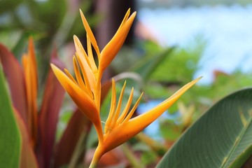 Bird of Paradise orange color in nature background with water drops on flowers