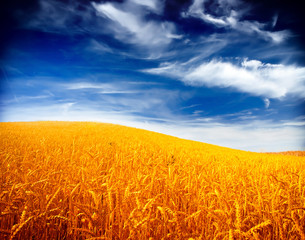 Wheat field against a blue sky