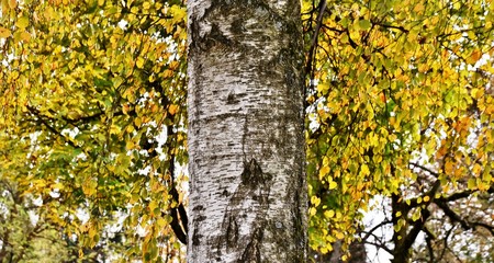 Close up of a beautiful Birch tree in Autumn colors