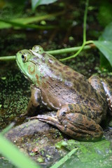 Sitting toad