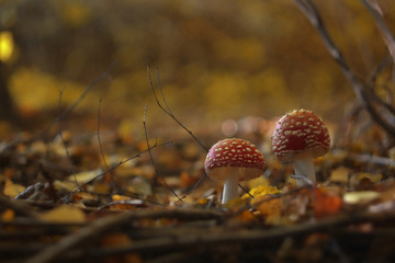 Muchomor czerwony © Jozef